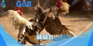 Đá gà C1