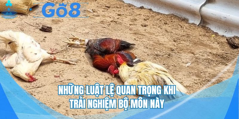 Những luật lệ quan trọng khi trải nghiệm bộ môn này