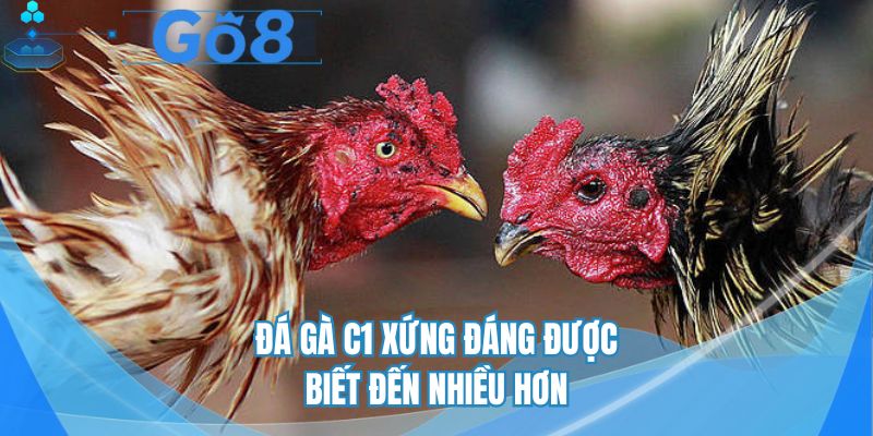 Đá gà c1 xứng đáng được biết đến nhiều hơn