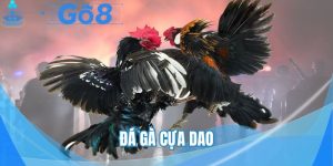 Đá gà cựa dao