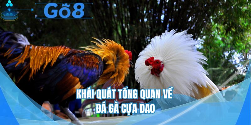 Khái quát những điều hấp dẫn của loại hình đá gà cựa dao