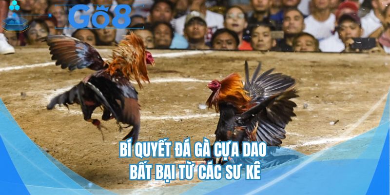 Tổng hợp các chiến thuật đá gà bất bại từ chuyên gia
