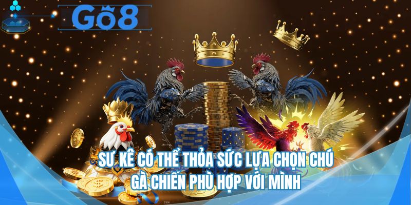 Sư kê có thể thỏa sức lựa chọn chú gà chiến phù hợp với mình