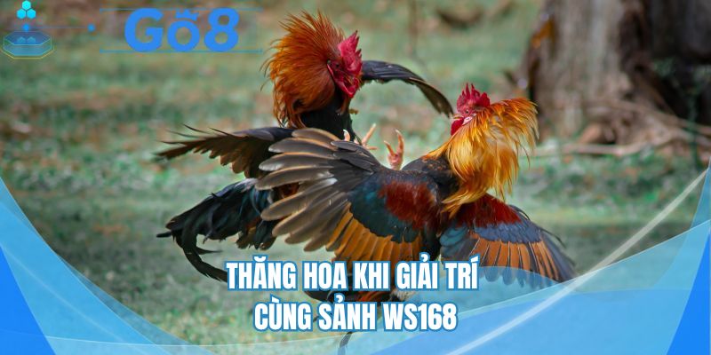 Thăng hoa khi giải trí cùng sảnh WS168